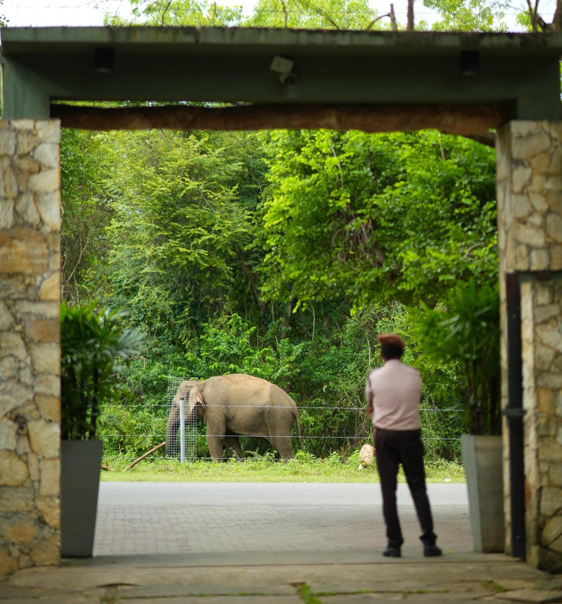 Elephant Trail Udawalawe Buitenkant foto